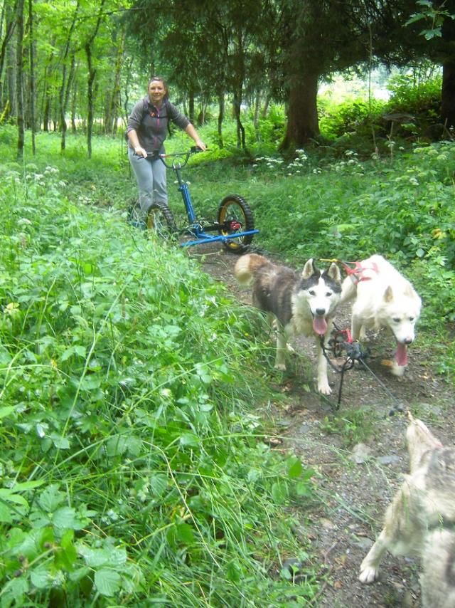 Chiens de traineau Clos de la Vallée Blanche