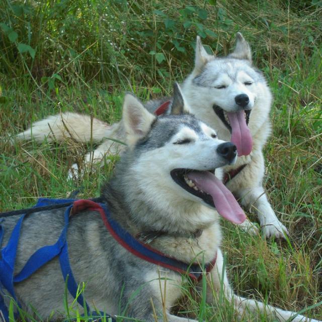 Chiens de traineau Mushing
