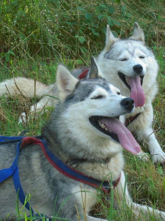 Chiens de traineau Mushing