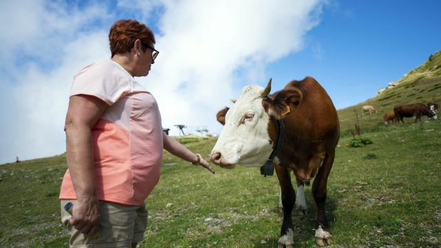 vache aux 7 Laux en été