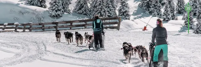 Chiens de traineaux aux 7 Laux - 2021 - Leo Carayol